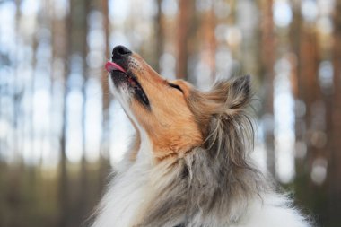 Bir Collie karlı bir ormanda yukarıya bakar, zarif kürkü yumuşak kış ışığı altında parlar. Huzurlu orman düzeni köpeklerin zarif duruşunu ve odaklanmış bakışlarını tamamlıyor..