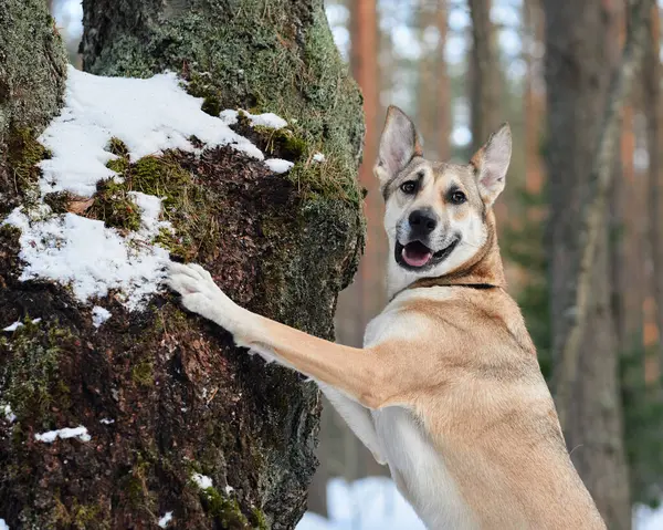Oyuncu bir köpek kış ormanında karla kaplı bir ağaç gövdesine atlar. Evcil hayvan hareketini ve mutlu ifadeyi arka plandaki uzun çam ağaçları çerçeveler..