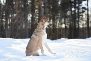 Kar kaplı kış ormanlarında, parlak kürkü beyaz arka planla çelişen bir köpek dikkatlice oturur. Huzurlu orman manzarası onun yerleşik ve tetikte durduğunu vurgular..