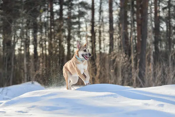 Neşeli bir köpek, karlı kış ormanlarında koşar. Enerjisi, çevrenin durgunluğuyla çelişir. Ağaçların arasından parlayan güneş ışığı dinamik sahneyi vurgular..