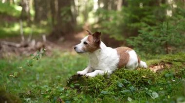 Bir Jack Russell Terrier orman zemininde, yeşil bitki örtüsüyle çevrili, sakin bir ortamda yatıyor. Köpek rahat duruşu ve doğal ortam huzuru ve rahatlığı vurguluyor..