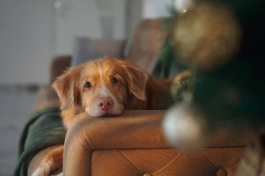 Nova Scotia Duck Tolling Retriever süslü bir Noel ağacının yanındaki koltukta dinleniyor. Konforlu iç mekan tatil cazibesini, sıcaklığı ve rahatlığı ön plana çıkarıyor..