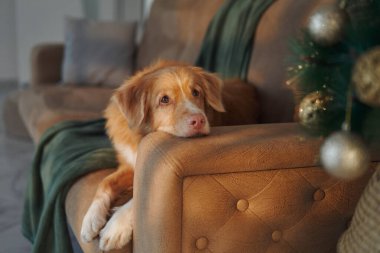 Bir Nova Scotia Duck Tolling Retriever kafası parlayan bir Noel ağacının yakınındaki bir koltukta dinleniyor. Sıcak şenlik ortamı huzur ve tatil neşesi veriyor..