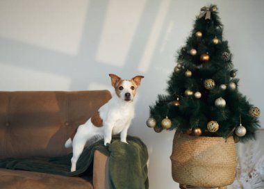 Jack Russell Terrier, Noel ağacının yanındaki koltukta altın süslemelerle parlıyor. Zarif şenlik ortamı neşe ve tatil sıcaklığı yayıyor..