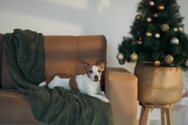 Nova Scotia Duck Tolling Retriever parlayan bir Noel ağacının yanındaki koltukta rahatça dinleniyor. Sıcak ve davetkar sahne tatil neşesini ve huzuru vurguluyor.