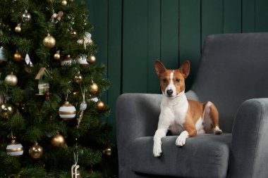 Basenji dogs rest sits on a grey sofa next to a sparkling Christmas tree adorned with golden ornaments. The stylish setting combines holiday elegance with the playful charm of the dog. clipart