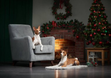 İki Basenji köpeği, bayram süsleri ve süslü bir Noel ağacı ile çevrili, parlayan bir şöminenin yanında dinleniyor. Sıcak ışıklandırma ve rahat ortam mükemmel bir tatil sahnesi oluşturur..
