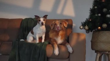 Jack Russell Terrier ve Nova Scotia Duck Tolling Retriever parlayan bir Noel ağacının yanında oturuyorlar. Kapalı bir tatil ortamı, festival sezonunun sıcaklığını ve neşesini yansıtıyor..