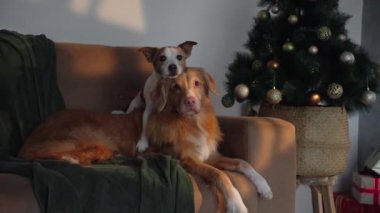 Nova Scotia Duck Tolling Retriever bir Noel ağacının yanında süs eşyalarıyla yatar ve huzurlu bir tatil ortamı yaratır. Samimi ortam sıcaklığı ve cazibeyi vurguluyor..