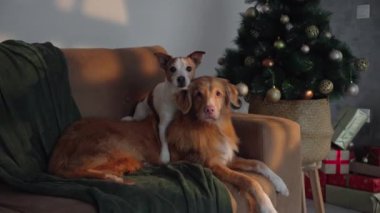 Jack Russell Terrier ve Nova Scotia Duck Tolling Retriever süslü bir Noel ağacının yanında dinleniyorlar. Kapalı mekan sahnesi, tatil sezonunun sıcaklığını ve neşesini yakalar..