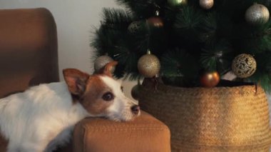 Bir Jack Russell Terrier kafasını altın madalyalı bir Noel ağacının yanındaki koltukta dinlendiriyor. Sahne, neşeli bir sıcaklık ve samimi bir cazibe saçıyor..