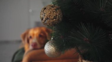Bir Nova Scotia Duck Tolling Retriever altın süslemelerle süslenmiş bir Noel ağacının yanında duruyor. Samimi ve şenlikli sahne tatil sezonunun ruhunu yansıtıyor..