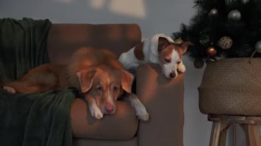 Nova Scotia Duck Tolling Retriever ve Jack Russell Terrier süslü bir Noel ağacının yanında dinleniyorlar. İçerideki şenlik ortamı sıcaklık ve bayram neşesi saçıyor..