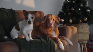 A Jack Russell Terrier sits beside holiday decorations and a glowing Christmas tree. The festive scene radiates charm and joy in a cozy indoor environment.