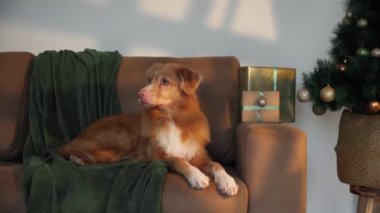 Nova Scotia Duck Tolling Retriever süslü bir Noel ağacının yanındaki kanepede dinleniyor. İçerideki sıcak ortam rahat ve şenlikli bir tatil atmosferini vurguluyor..