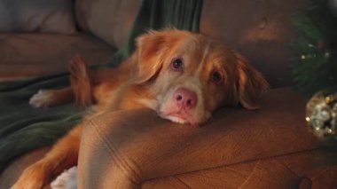 Nova Scotia Duck Tolling Retriever yeşil bir battaniye ve süslerle süslenmiş bir Noel ağacının yanında dinlenir. Ortam sıcak ve davetkar bir tatil atmosferi yaratıyor..