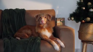 Nova Scotia Duck Tolling Retriever, parlayan bir Noel ağacı ve Noel süslemelerinin yanındaki koltukta dinleniyor. İçerideki sıcak ortam cazibe ve neşe yayıyor..