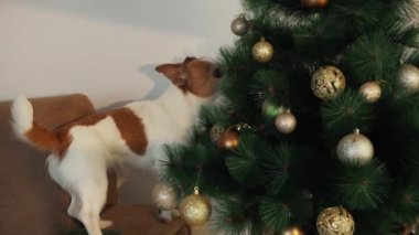 Bir Jack Russell Terrier, süslü bir Noel ağacını altın süslemelerle ilginç bir şekilde keşfediyor. İçerideki festival sahnesinde sıcaklık ve bayram neşesi yayılıyor..