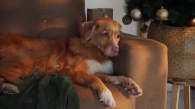 Bir Nova Scotia Duck Tolling Retriever altın madalyalı bir Noel ağacının yanındaki koltukta rahatça yatar. İçerideki şenlik ortamında rahat ve huzurlu bir tatil ortamı yaşanıyor..