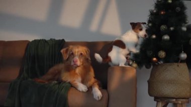Nova Scotia Duck Tolling Retriever süslerle süslenmiş bir Noel ağacının yanındaki koltukta oturur. Sahne, kapalı bir ortamda cazibe ve tatil ruhu yayar..