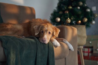 A Nova Scotia Duck Tolling Retriever lying comfortably on a blanket near a glowing Christmas tree. The tranquil holiday scene captures warmth and peaceful festive charm. clipart