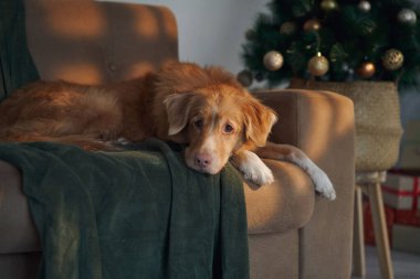 Nova Scotia Duck Tolling Retriever, Noel ağacının yanında yeşil bir battaniyenin üzerinde dinleniyor. İçerideki rahat ortam tatil sıcaklığı ve neşe saçıyor..