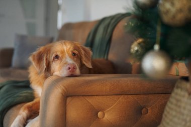 Nova Scotia Duck Tolling Retriever süslü bir Noel ağacının yanındaki koltukta dinleniyor. Samimi tatil ortamında parıldayan süsler ve huzurlu bir ortam yer alıyor..