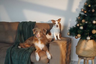 A Nova Scotia Duck Tolling Retriever and a Jack Russell Terrier relaxing on a couch beside a Christmas tree. The cozy festive setting combines glowing lights and cheerful charm. clipart