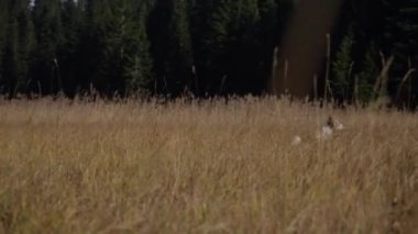 Bir Jack Russell Terrier, açık gökyüzü ve doğa ile çevrili uzun otları keşfeder. Köpek duruşu ve açık alan özgürlük ve macera duygusunu vurgular..