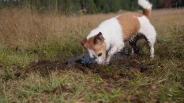 Bir Jack Russell Terrier çimenli bir alanda toprağı kazar, enerjik ve oyuncu doğasını gösterir. Faaliyet ve toprak çevresi, köpek sevgisinin keşfini vurguluyor..