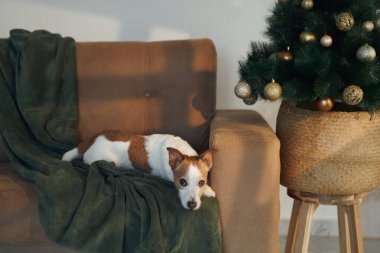 Jack Russell Terrier, arka planda Noel ağacı olan yeşil bir battaniyenin üzerinde yatıyor. Sahnede rahat ve huzurlu bir tatil ortamı sergileniyor..