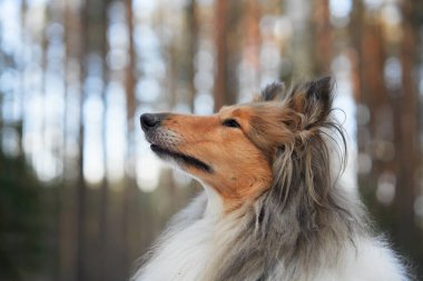 Bir Collie köpeği, sakin bir kış ormanında yosun kaplı bir ağacı kokluyor. Köpekler merak ve tüylü palto karlı arka planda göze çarpar..