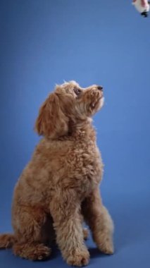 Mavi arka planda oturan bir Doodle köpeği yukarı bakıyor. Köpek sanki yukarıda bir şey gözlemliyormuş gibi odaklanmış ve ilgili görünüyor..