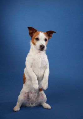 Bir Jack Russell Terrier arka ayakları üzerinde mavi bir arka plana karşı oturur, oyuncu ve ilginç bir ifade gösterir. Bu poz portreye büyüleyici bir dokunuş katıyor..