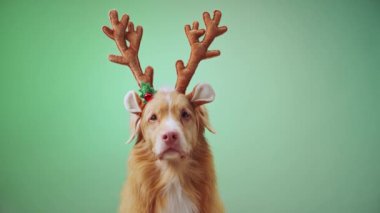 Bir Nova Scotia Duck Tolling Retriever ren geyiği boynuzu takar ve yeşil bir gradyan karşısında neşeli bir poz vererek neşeli ve şen şakrak bir fotoğraf yaratır..