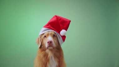 Bir Nova Scotia Duck Tolling Retriever yeşil eğimli arka planda sakince otururken Noel Baba şapkası takar. Şenlikli fotoğraf köpeğin sevimli ve rahat tavrını vurguluyor..