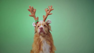 Nova Scotia Duck Tolling Retriever neşeli ren geyiği boynuzları giyer ve yeşil eğimli bir arka plana tatlı bir şekilde poz verir, bayram temalı neşeli bir anı yakalar.