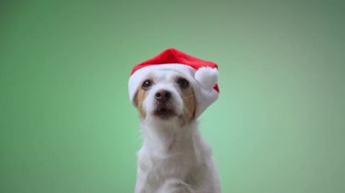 Bir Jack Russell Terrier sakince kırmızı bir Noel Baba şapkası takarak yeşil bir arka plana yaslanır ve büyüleyici bir tatil temalı fotoğraf yaratır. Köpek rahat ve sevimli görünüyor..