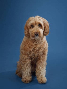 Kıvırcık kürklü bir Labradoodle oturur ve yana bakar, mavi bir arka planda..