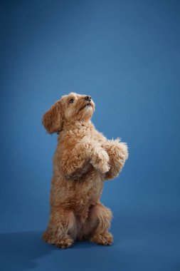 Bir Labradoodle arka ayakları üzerinde oturur, ilginç bir ifade ve mavi arka planı vardır..