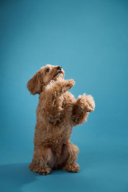 Kıvırcık kürklü bir Labradoodle pençelerini kaldırır, mavi bir arka plana karşı oynak görünür..