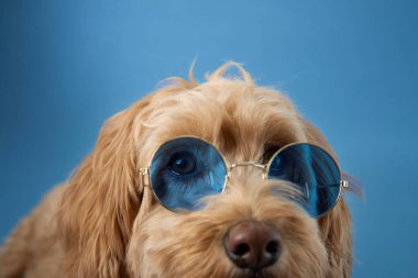 Kıvırcık kürklü bir Labradoodle mavi güneş gözlüğü takıyor, mavi bir arka plana poz veriyor..