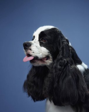 Mavi arka planda dili açık bir Amerikalı Cocker Spaniel 'in yakın çekimi. Köpeğin dalgalı kürkü ve neşeli ifadesi detaylarıyla yakalanır..