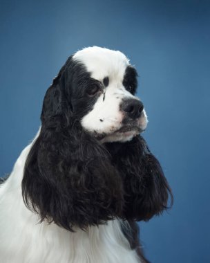 Mavi arka planı olan bir Amerikan Cocker Spaniel profili. Akan kulaklar ve sakin tavırlar stüdyoda güzel bir şekilde yakalanır..