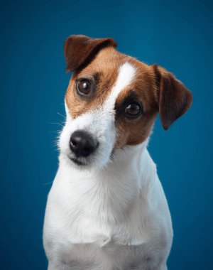 Jack Russell Terrier 'ın mavi arka planda ilginç ve özenli bir görüntüsü. Köpek dışavurumcu gözler ve hafif baş eğmesi onun meraklı doğasını vurgular..