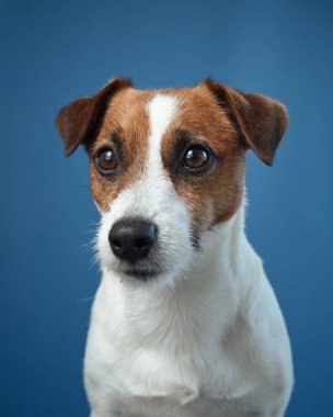 Mavi arka planda duran Jack Russell Terrier portresi. Köpekler parlak gözler ve dik kulaklar, dikkatli ve odaklanmış bir ifade iletir..