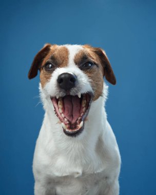 Bir Jack Russell Terrier gülüyor gibi görünüyor, ağzı sonuna kadar açık, mavi bir arka plana karşı. Köpekler şakacı ve neşeli ifadeler bulaşıcıdır ve neşe doludur..