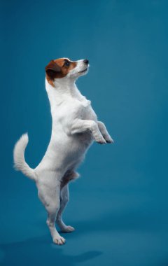 Oyuncu Jack Russell Terrier mavi bir arka planda orta atlamada yakalandı. Bu aksiyon sahnesinde köpeğin çevikliği ve heyecanı açıkça görülüyor..
