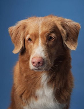 Mavi arka planda bir Nova Scotia Duck Tolling Retriever 'ın yakın çekimi yumuşak kürkünü ve sıcak ifadesini vurguluyor. Portre, köpeği nazikçe ve sakin bir şekilde yakalar..