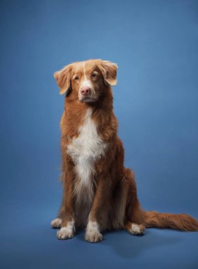 Nova Scotia Duck Tolling Retriever köpeği, mavi arka planlı, özenli ve sakin bir stüdyo ortamında dimdik oturur.